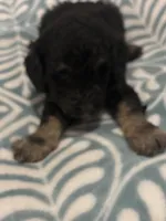 Eros, a male Poodle - Standard  for sale in Rogersville, TN – Photo 4 of 8