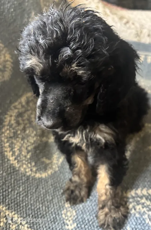 Eros – Poodle - Standard  puppy for sale in Rogersville, TN