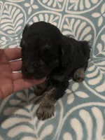 Eros, a male Poodle - Standard  for sale in Rogersville, TN – Photo 8 of 8