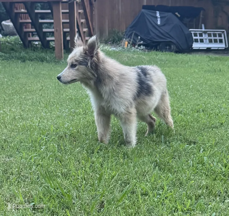 Nikita – Alaskan Malamute, Miniature Australian Shepherd puppy for sale in Rogersville, TN