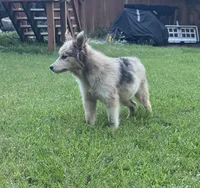 Nikita, a female Alaskan Malamute and Miniature Australian Shepherd for sale in Rogersville, TN – 1 of 4