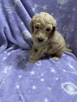 Jimmy, a male Poodle - Standard  for sale in Rogersville, TN – 4 of 10