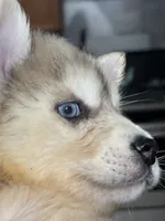 Franklin, a male Pomsky for sale in Rogersville, TN – Photo 2 of 9