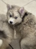 Franklin, a male Pomsky for sale in Rogersville, TN – Photo 5 of 9