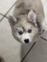 Franklin, a male Pomsky for sale in Rogersville, TN – Photo 3 of 9