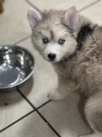 Franklin, a male Pomsky for sale in Rogersville, TN – Photo 1 of 9