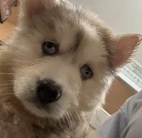 Franklin, a male Pomsky for sale in Rogersville, TN – Photo 7 of 9