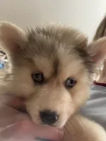 Franklin, a male Pomsky for sale in Rogersville, TN – Photo 6 of 9