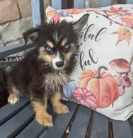 Jethro, a male Miniature Australian Shepherd and Pomsky for sale in Rogersville, TN – 2 of 4