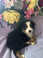 Tequila, a male Miniature Australian Shepherd for sale in Rogersville, TN – 3 of 9