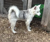 Teddy, a male Pomsky for sale in Rogersville, TN – 1 of 4