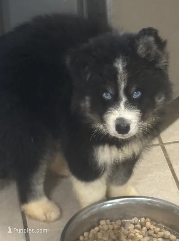 Myth – Siberian Husky puppy for sale in Rogersville, TN