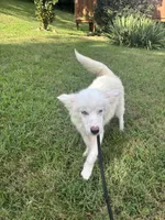 Ice, a male Pomsky for sale in Rogersville, TN – 4 of 7