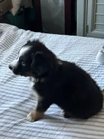 Jagger, a male Miniature Australian Shepherd for sale in Rogersville, TN – Photo 6 of 7