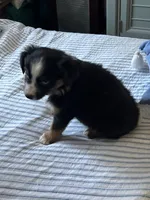 Jagger, a male Miniature Australian Shepherd for sale in Rogersville, TN – Photo 7 of 7