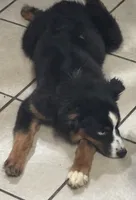 Jagger, a male Miniature Australian Shepherd for sale in Rogersville, TN – Photo 3 of 7