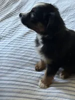 Jagger, a male Miniature Australian Shepherd for sale in Rogersville, TN – Photo 4 of 7