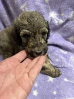 Gary, a male Poodle - Standard  for sale in Rogersville, TN – 6 of 8