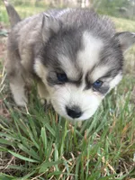Tater, a female Siberian Husky for sale in Rogersville, TN – Photo 2 of 4