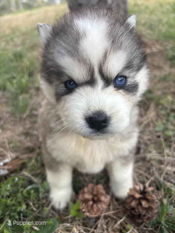 Tater – Siberian Husky puppy for sale in Rogersville, TN