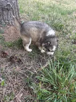 Tater, a female Siberian Husky for sale in Rogersville, TN – Photo 4 of 4