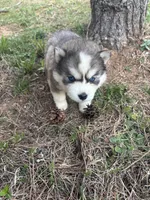 Tater, a female Siberian Husky for sale in Rogersville, TN – Photo 3 of 4