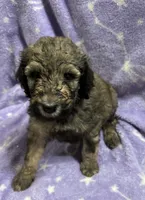 Gary, a male Poodle - Standard  for sale in Rogersville, TN – 4 of 8