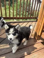 Harlequin, a female Pomsky for sale in Rogersville, TN – 1 of 3