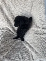 Midnight , a male Bernedoodle for sale in Rogersville, TN – 4 of 5