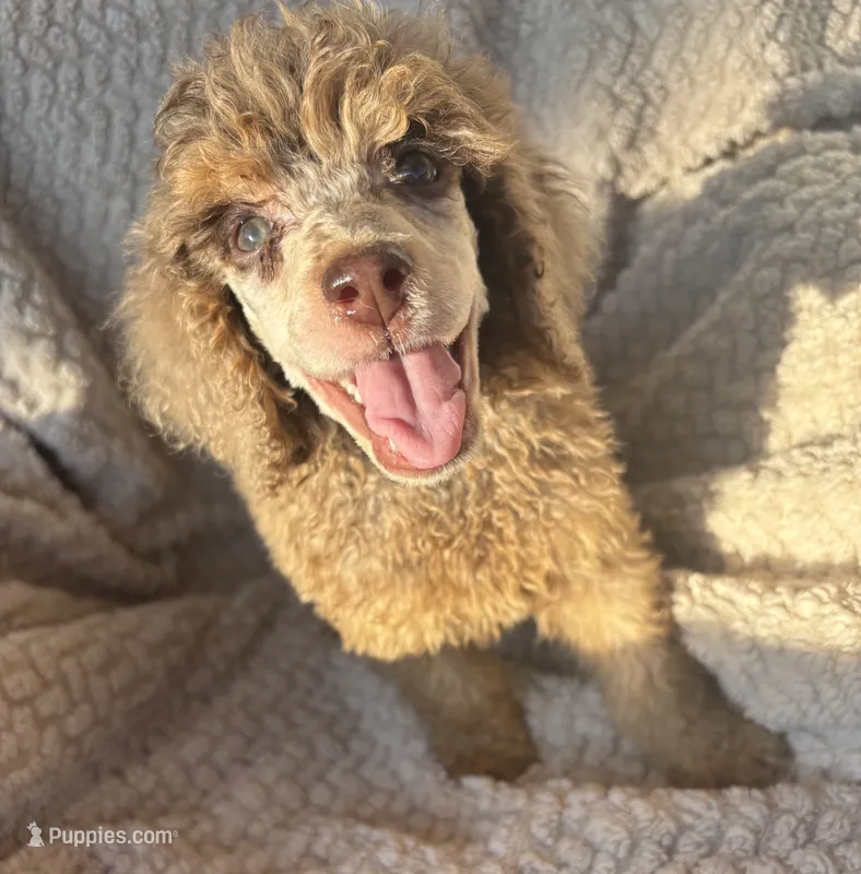 Johnny Castle – Poodle - Standard  puppy for sale in Rogersville, TN