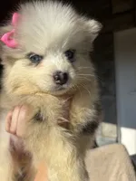 Ellee May, a female Pomsky for sale in Rogersville, TN – 2 of 8