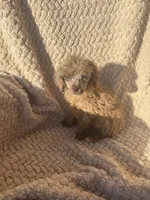 Baby, a female Poodle - Standard  for sale in Rogersville, TN – 2 of 10