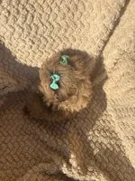 Baby, a female Poodle - Standard  for sale in Rogersville, TN – 5 of 10