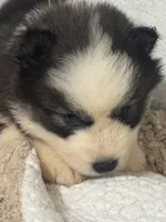 Legend, a female Siberian Husky for sale in Rogersville, TN – 5 of 8