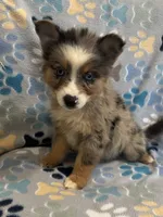 Meeka, a female Miniature Australian Shepherd and Pomsky for sale in Rogersville, TN – 2 of 5