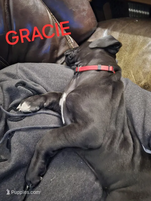 Gracie