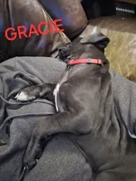 Gracie, a female Great Dane for sale in Chicopee, MA – Photo 1 of 2