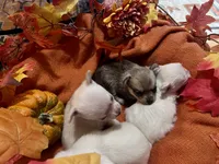 Athena, a female Pomchi for sale in Tucson, AZ – 4 of 6