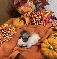 Athena, a female Pomchi for sale in Tucson, AZ – 3 of 6