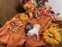Mia, a female Pomchi for sale in Tucson, AZ – 5 of 5