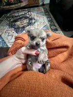 Athena, a female Pomchi for sale in Tucson, AZ – 1 of 6