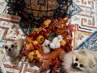 Mia, a female Pomchi for sale in Tucson, AZ – 3 of 5