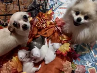 Athena, a female Pomchi for sale in Tucson, AZ – 6 of 6