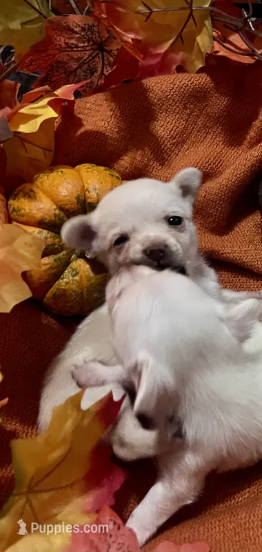 Mia – Pomchi puppy for sale in Tucson, AZ