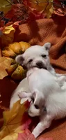 Mia, a female Pomchi for sale in Tucson, AZ – 1 of 5