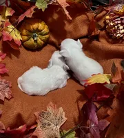 Mia, a female Pomchi for sale in Tucson, AZ – 2 of 5