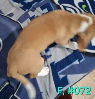Female bagle 2, a female Basset Hound and Beagle for sale in Centralia, WA – 2 of 2
