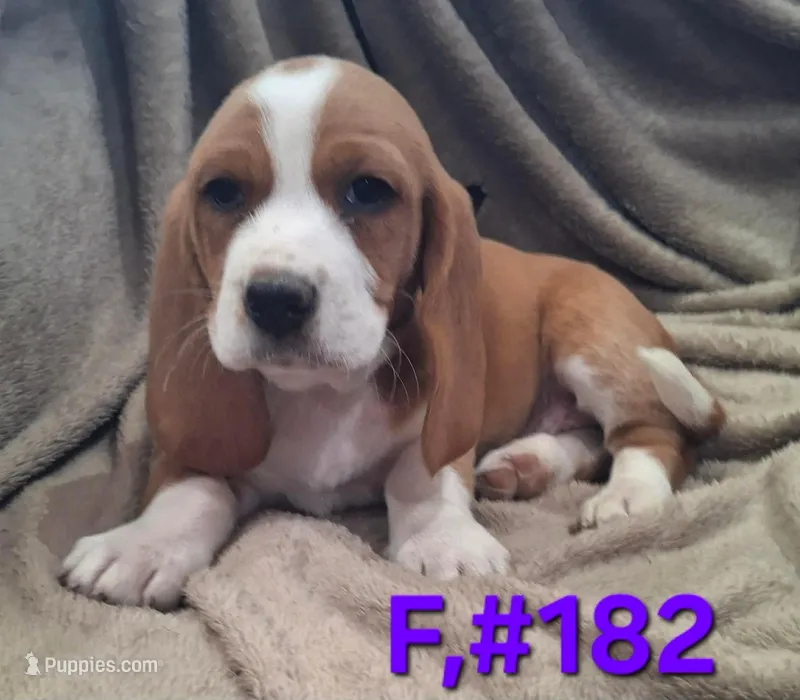 Female Bagle – Basset Hound, Beagle puppy for sale in Centralia, WA