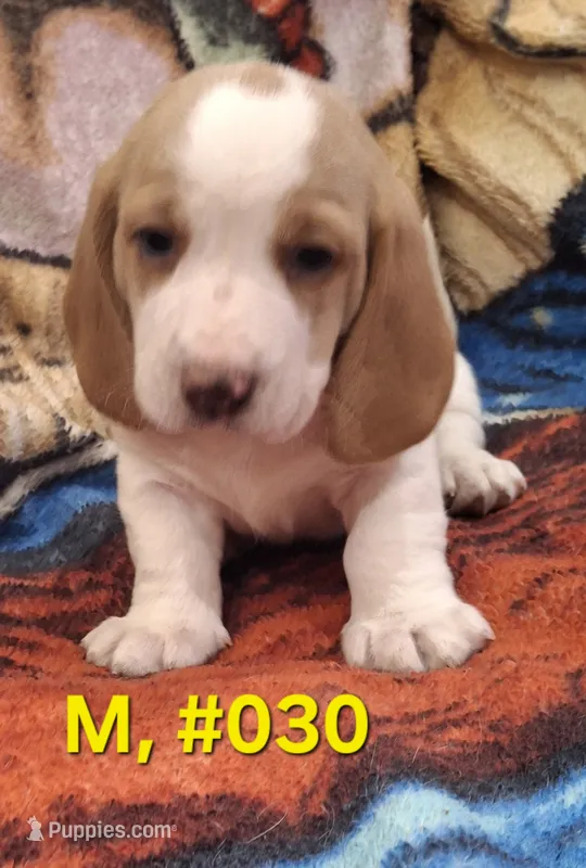 Bagle male  – Basset Hound, Beagle puppy for sale in Centralia, WA