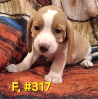 Female Bagle #1, a female Basset Hound and Beagle for sale in Centralia, WA – 2 of 3